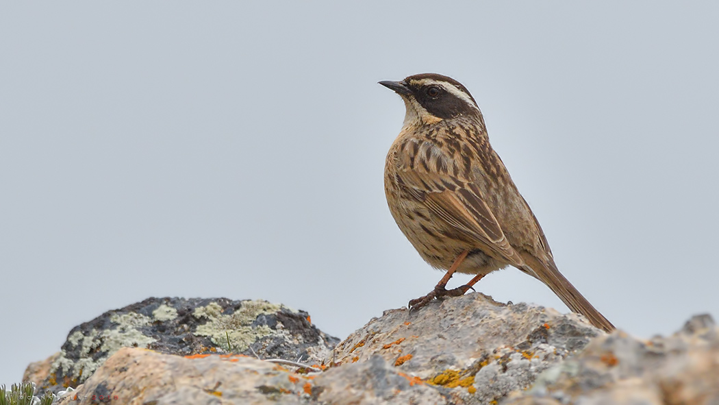 Sürmeli dağbülbülü