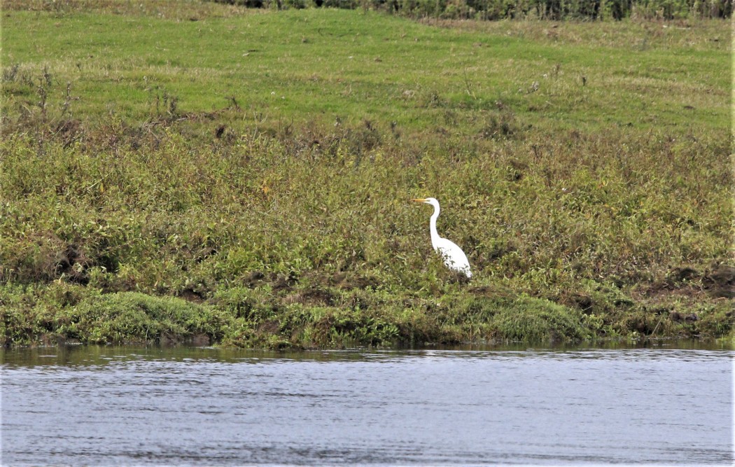 Büyük ak balıkçıl