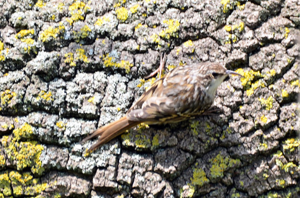 Bahçe tırmaşıkkuşu