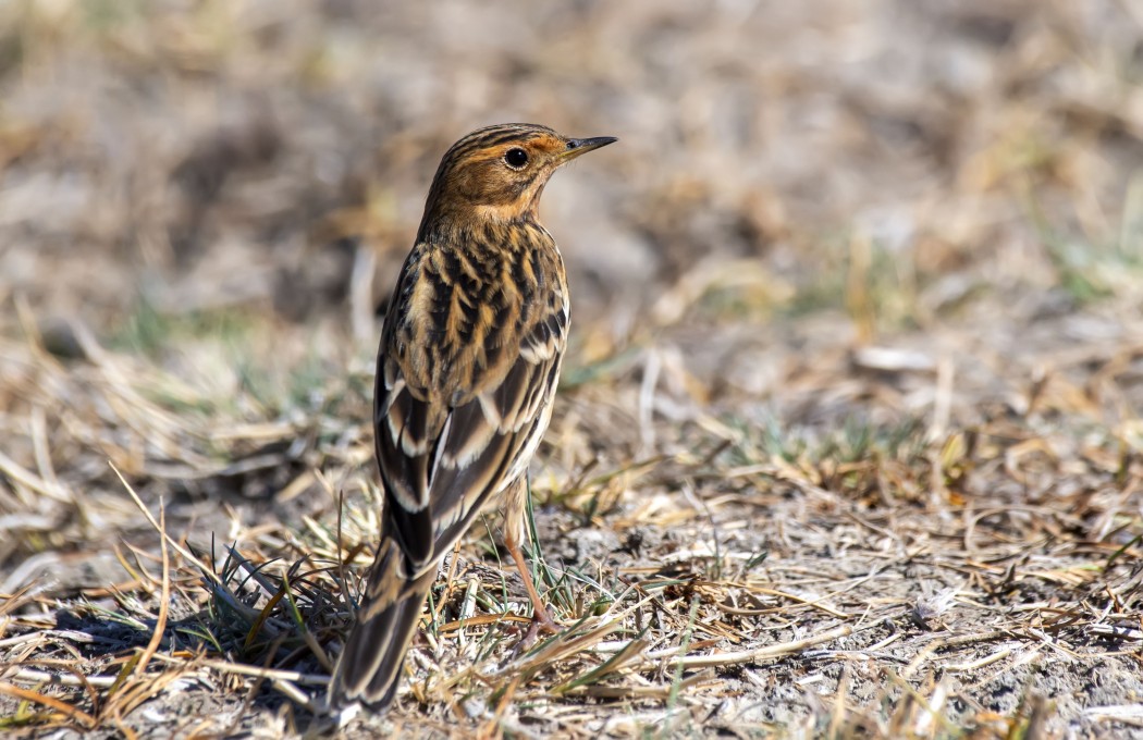Kızılgerdanlı incirkuşu