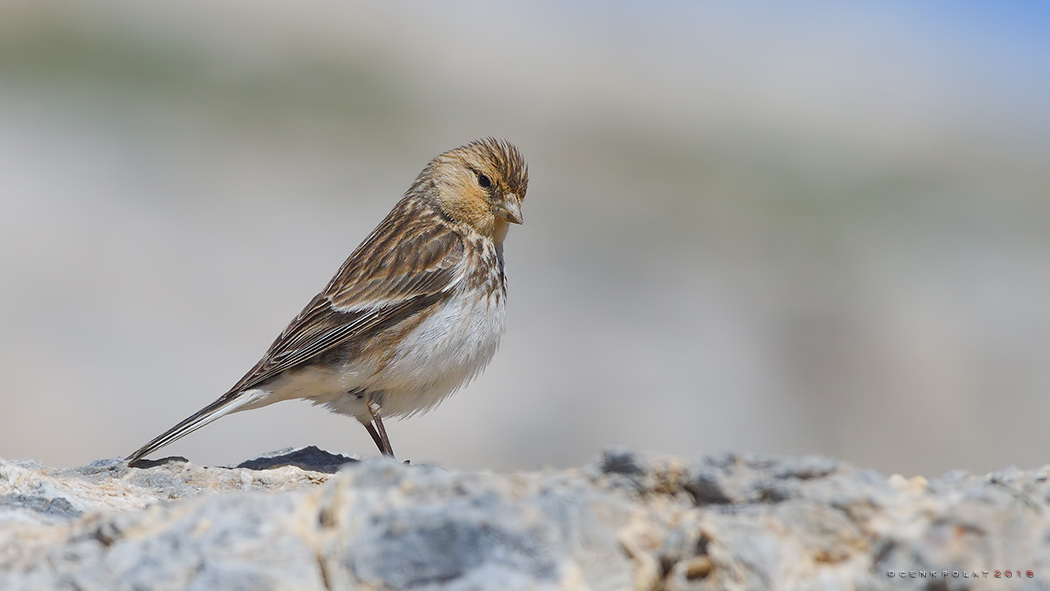 Sarıgagalı ketenkuşu