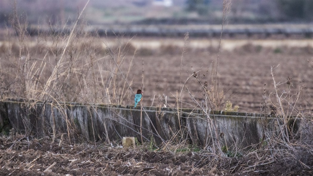 İzmir yalıçapkını