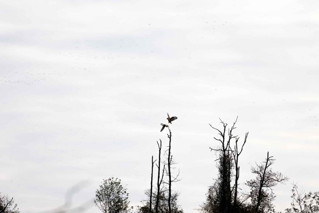 Küçük orman kartalı