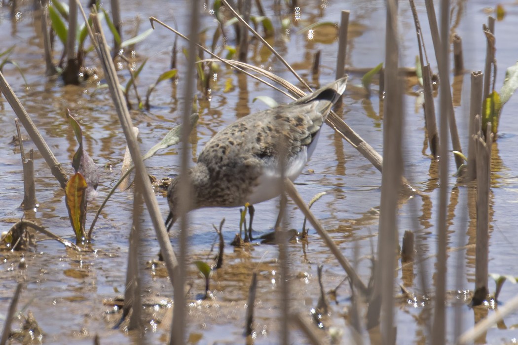 Sarıbacaklı kumkuşu