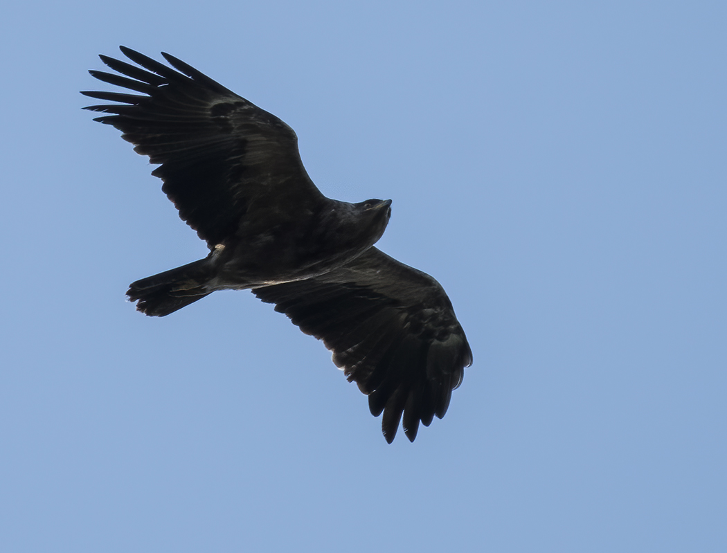 Küçük orman kartalı