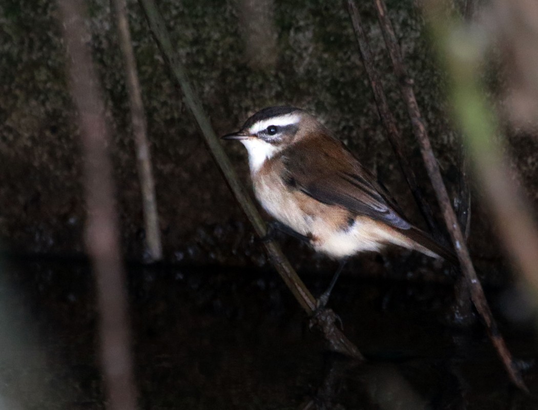 Bıyıklı kamışçın