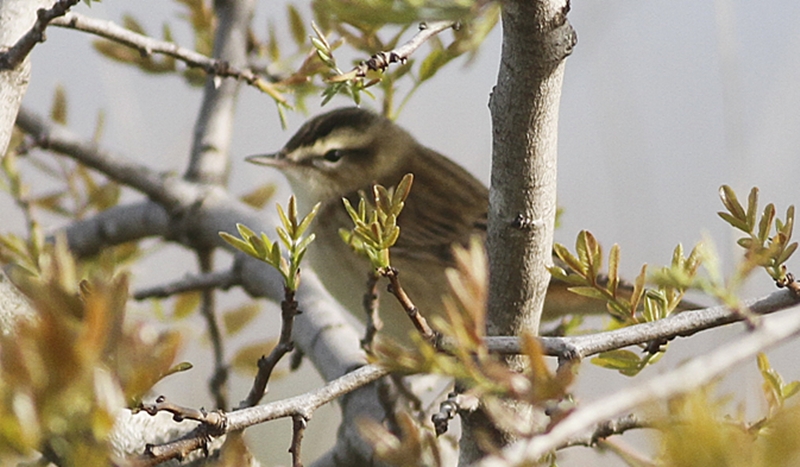 Kındıra kamışçını