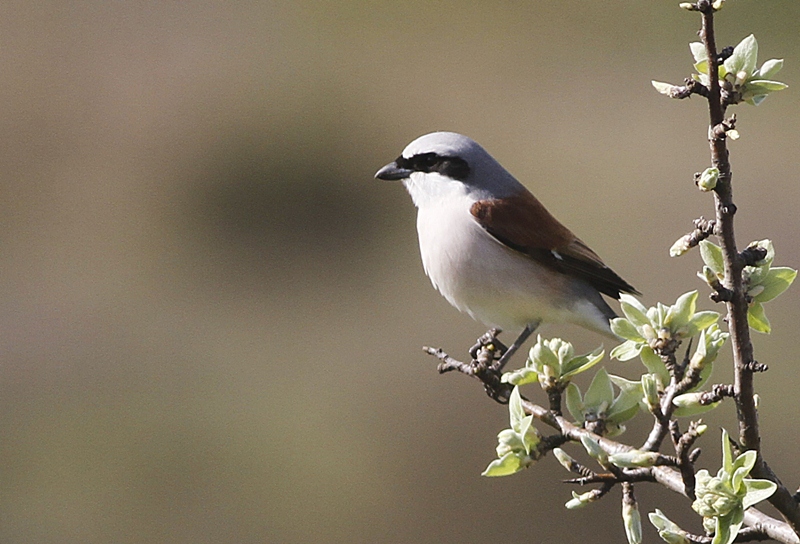 Kızılsırtlı örümcekkuşu
