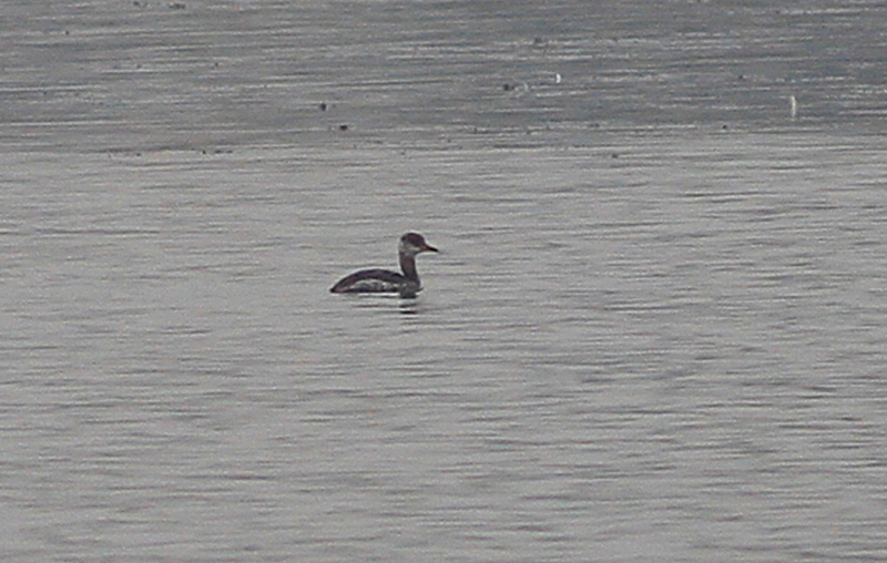 Kızılboyunlu batağan