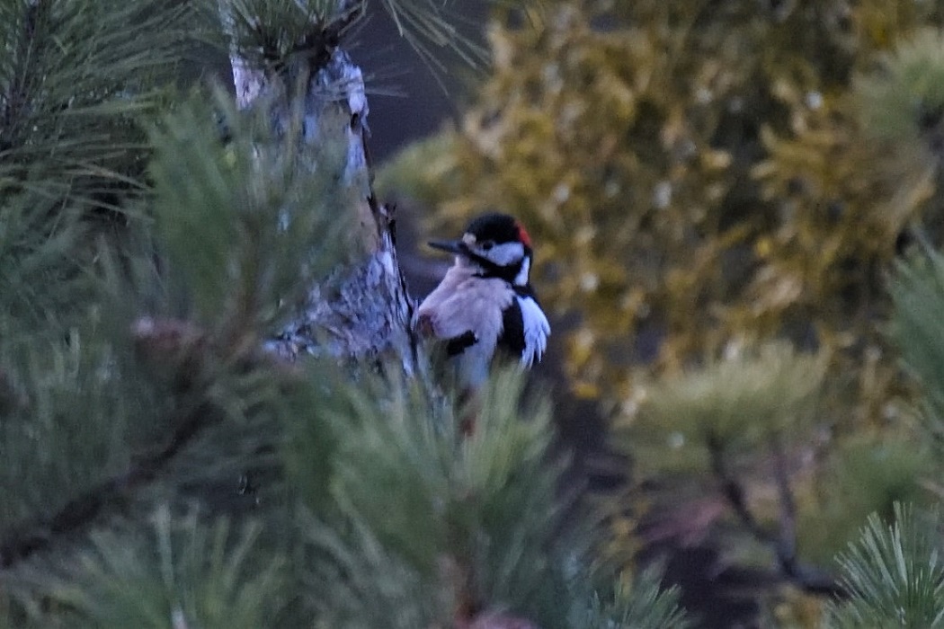 Orman alaca ağaçkakanı