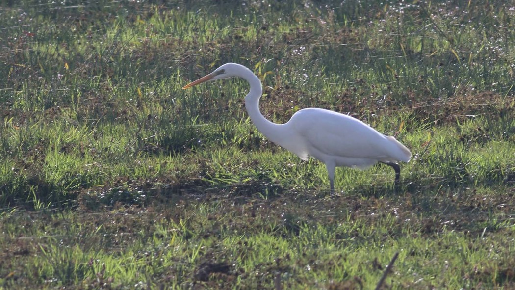 Büyük ak balıkçıl
