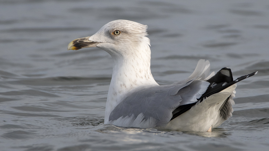 Kuzey gümüş martı