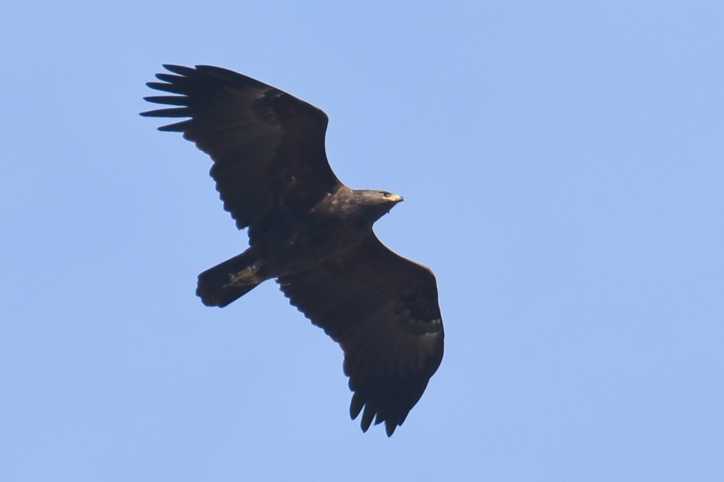 Büyük orman kartalı