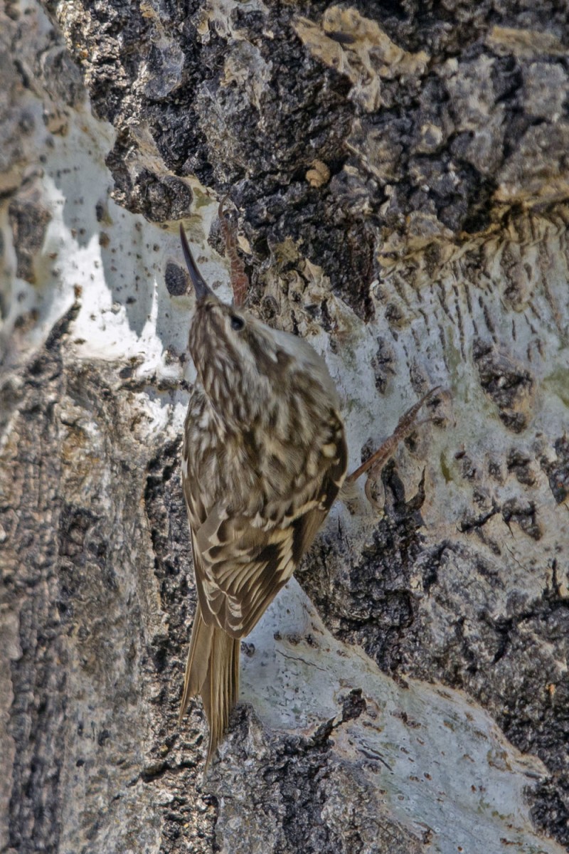 Bahçe tırmaşıkkuşu