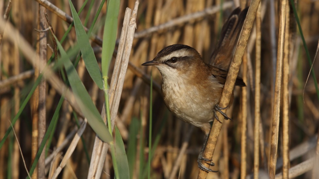 Bıyıklı kamışçın