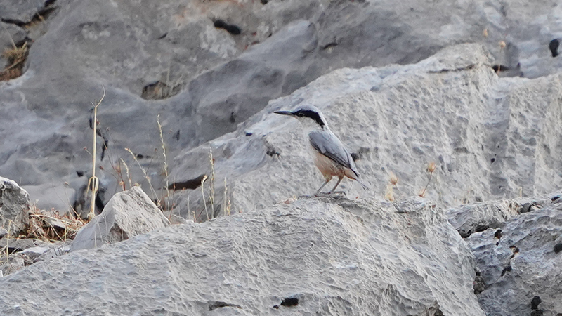 Büyük kaya sıvacısı