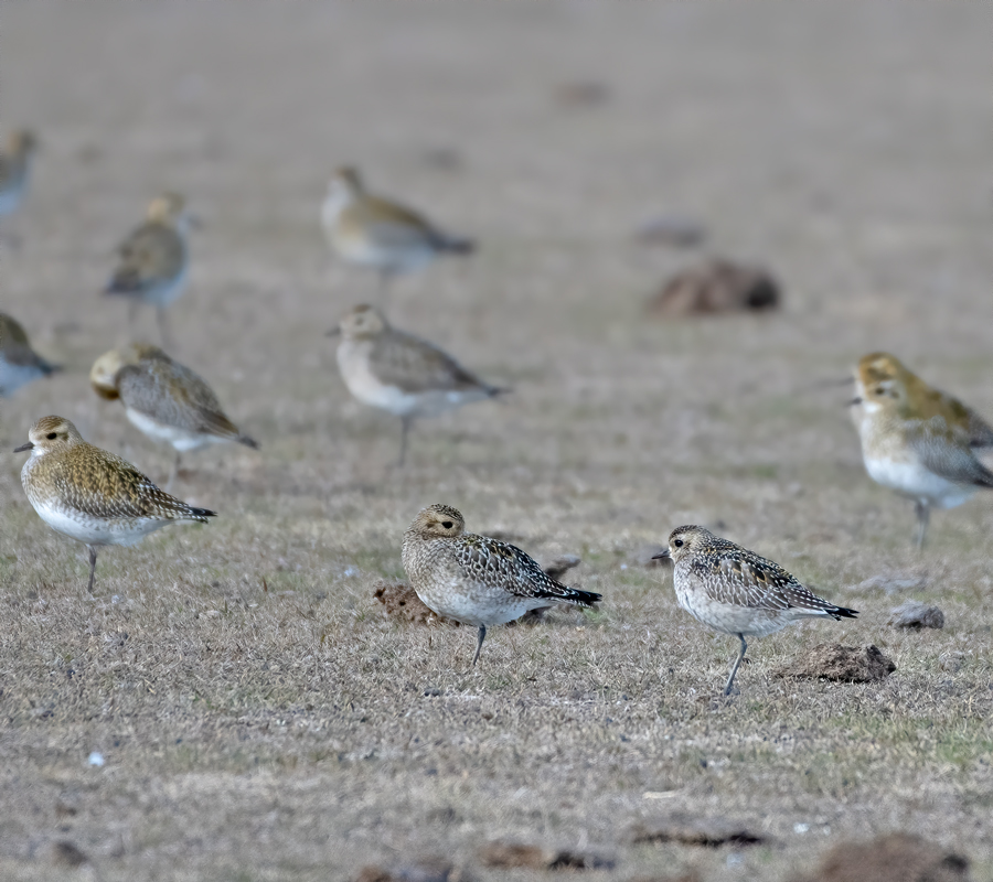 Küçük altın yağmurcun