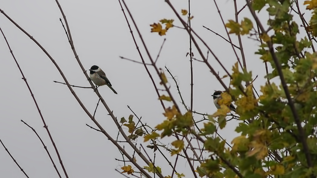 Akyanaklı baştankara