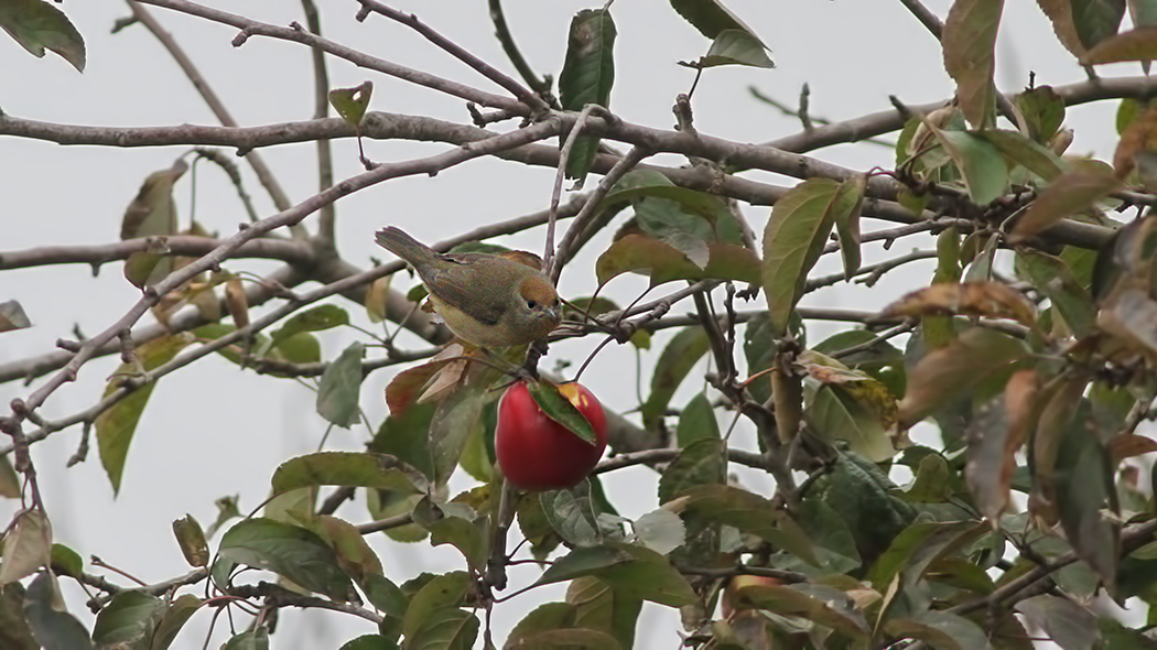 Karabaşlı ötleğen
