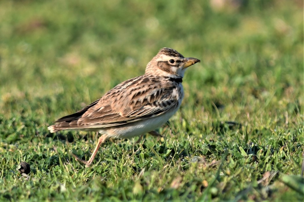 Küçük boğmaklı toygar