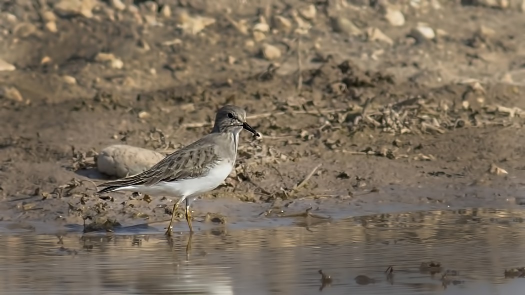 Sarıbacaklı kumkuşu