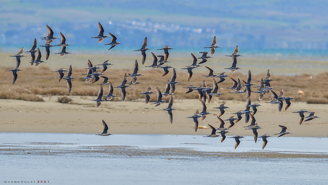 Bataklık düdükçünü