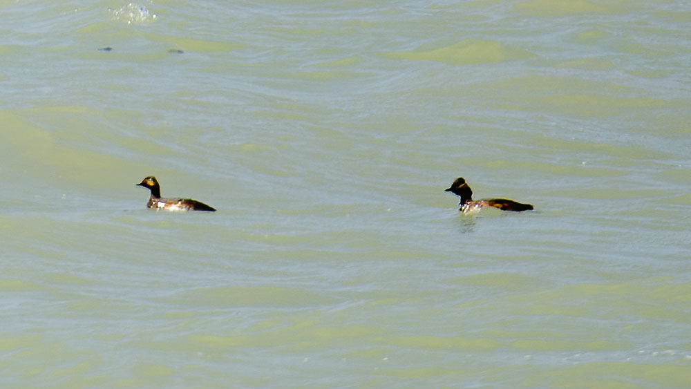 Karaboyunlu batağan