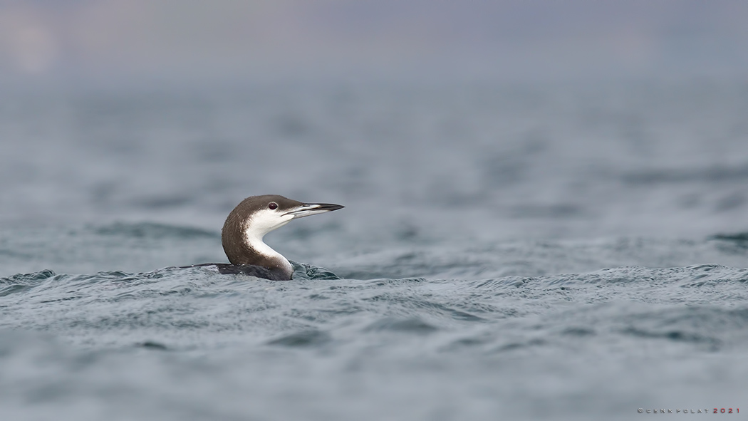 Karagerdanlı dalgıç