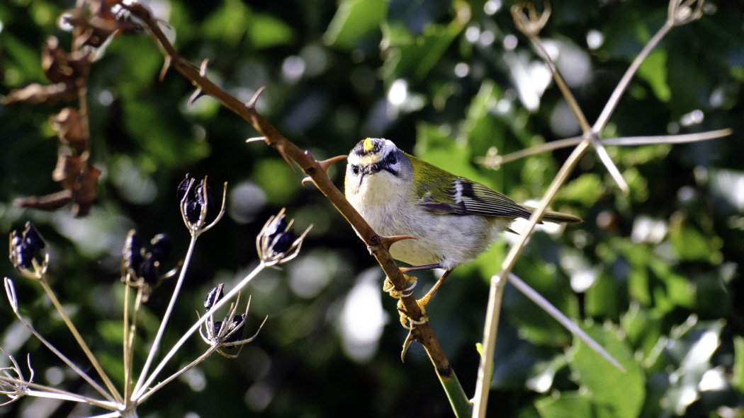Sürmeli çalıkuşu