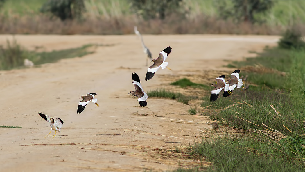Akkuyruklu kızkuşu