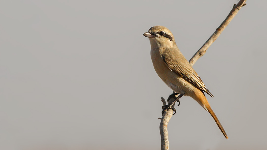 Kızılkuyruklu örümcekkuşu
