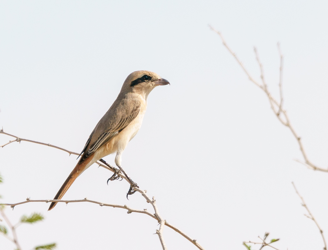 Kızılkuyruklu örümcekkuşu