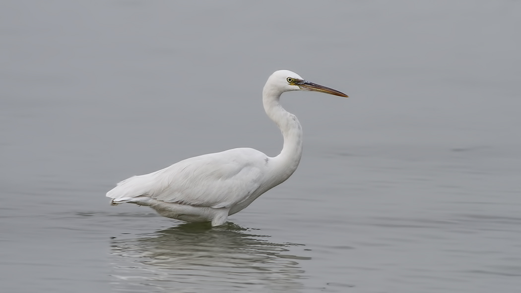 Kıyı balıkçılı
