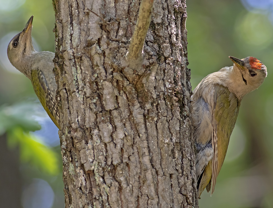 Küçük yeşil ağaçkakan