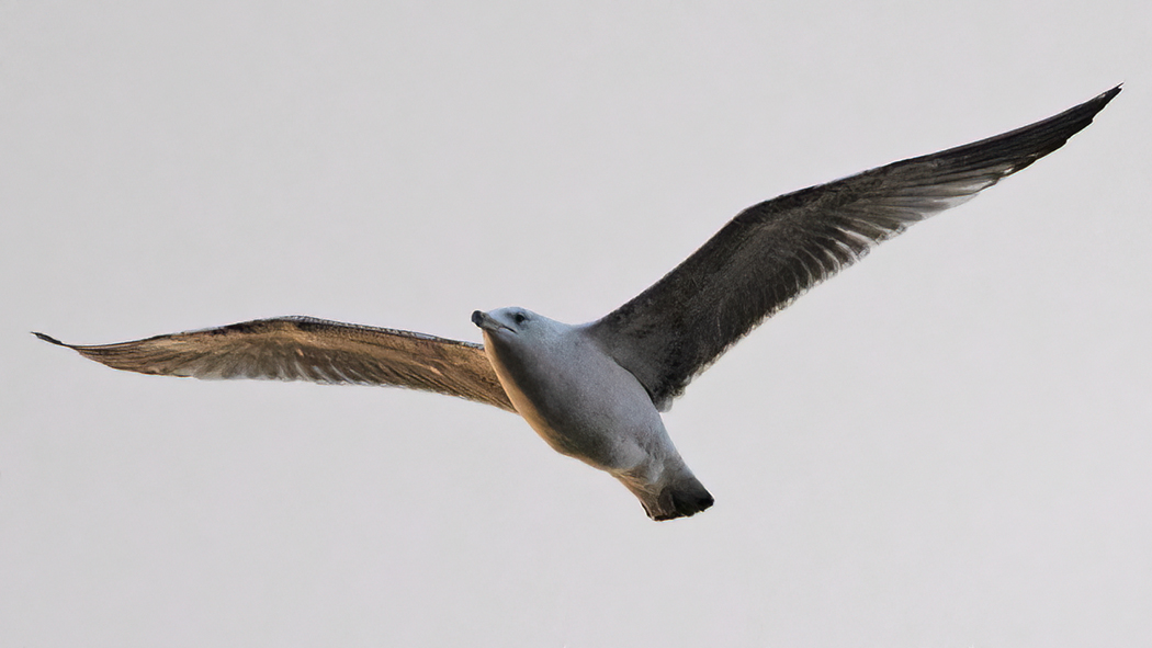 Küçük gümüş martı