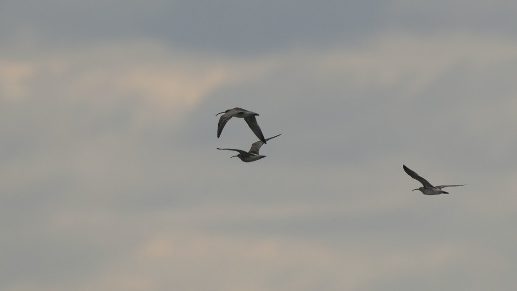 Sürmeli kervançulluğu