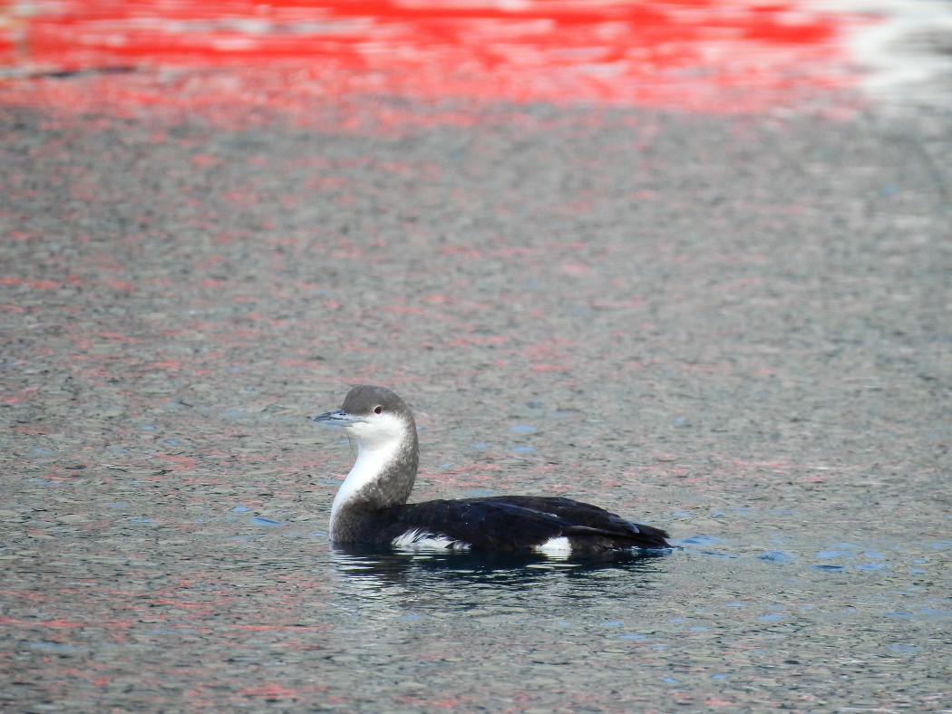 Karagerdanlı dalgıç