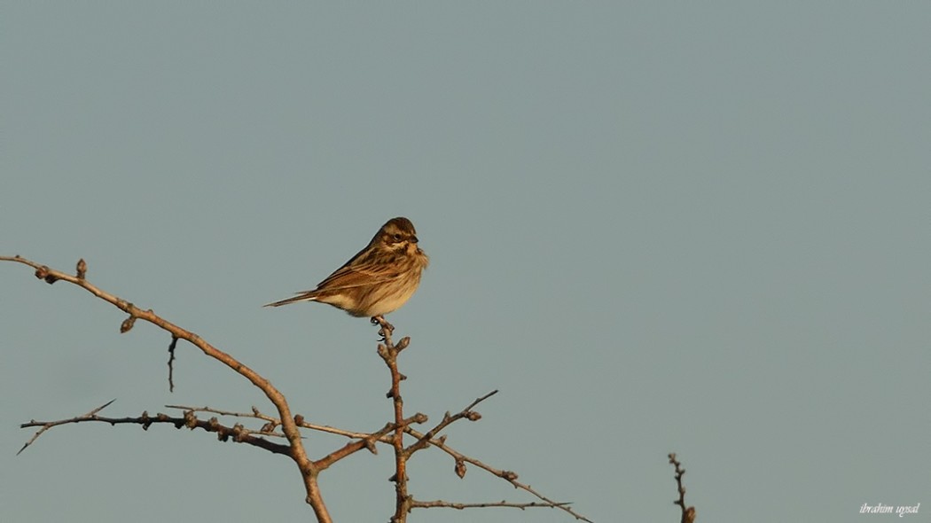 Bataklık Kirazkuşu
