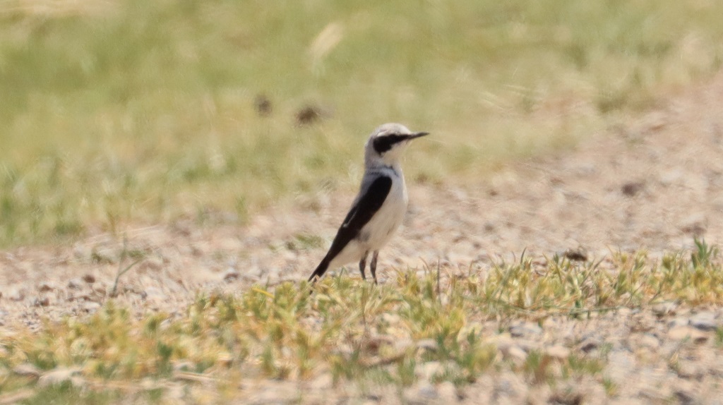 Karakulaklı kuyrukkakan