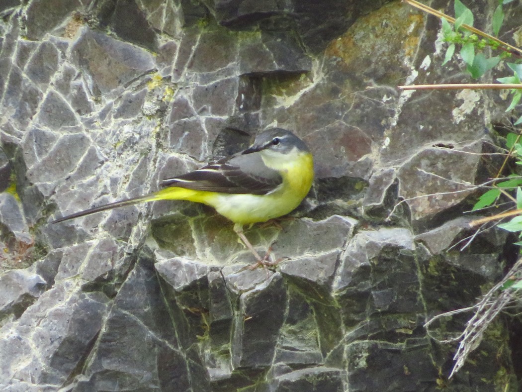 Dağ kuyruksallayanı