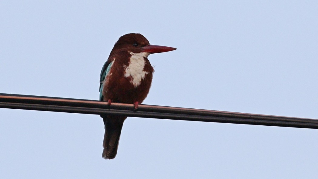 İzmir yalıçapkını
