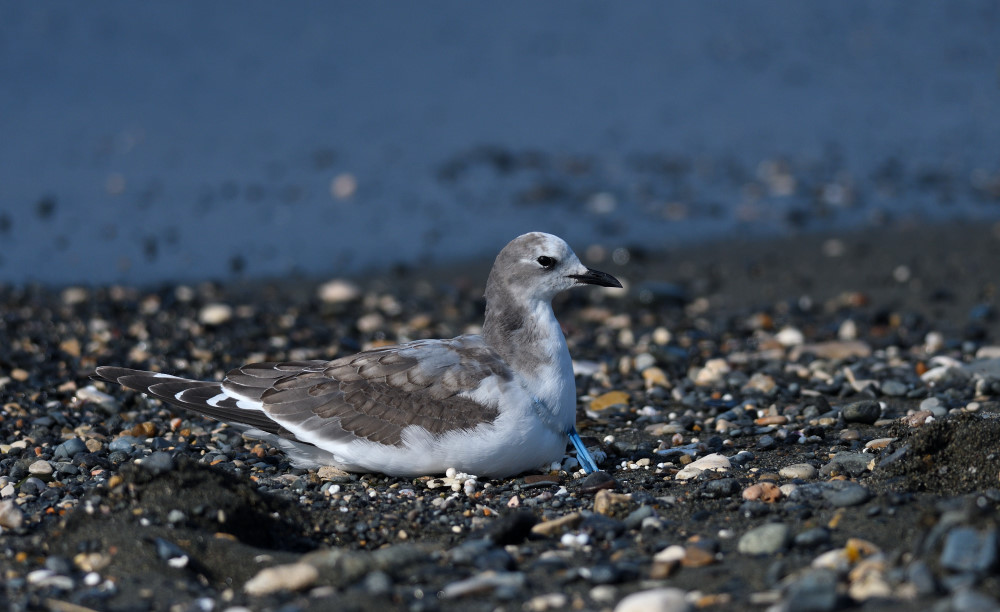Çatalkuyruklu martı