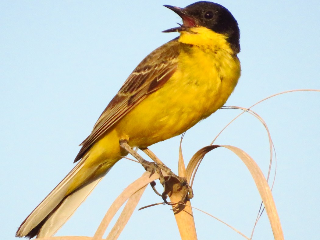 Sarı kuyruksallayan