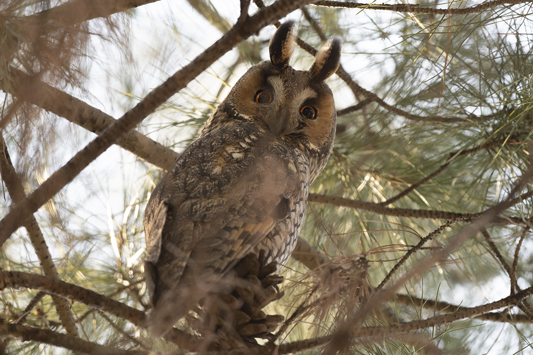 Kulaklı orman baykuşu