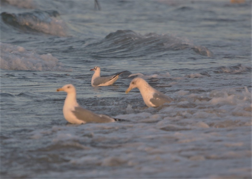 Kuzey gümüş martı