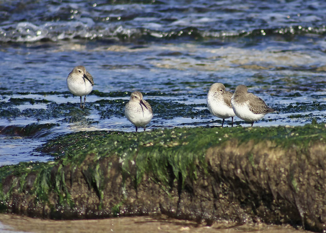 Karakarınlı kumkuşu