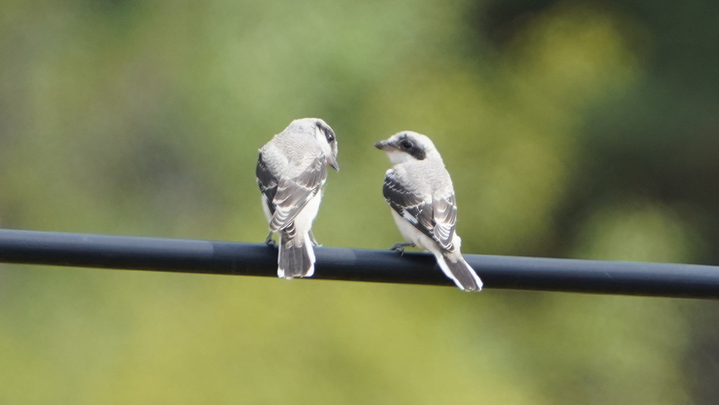 Karaalınlı örümcekkuşu