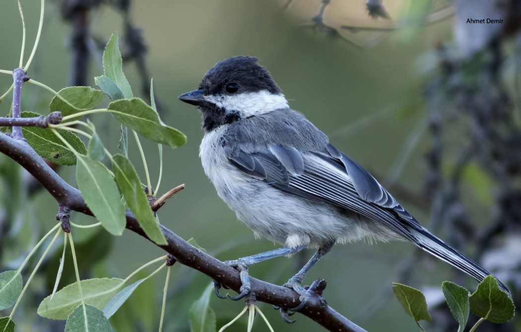 Akyanaklı baştankara