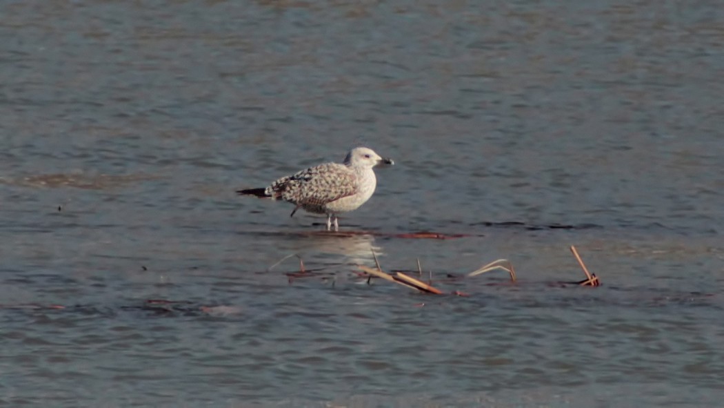 Van gölü martısı