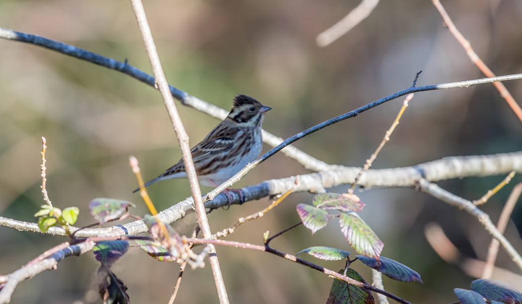 Akkaşlı kirazkuşu